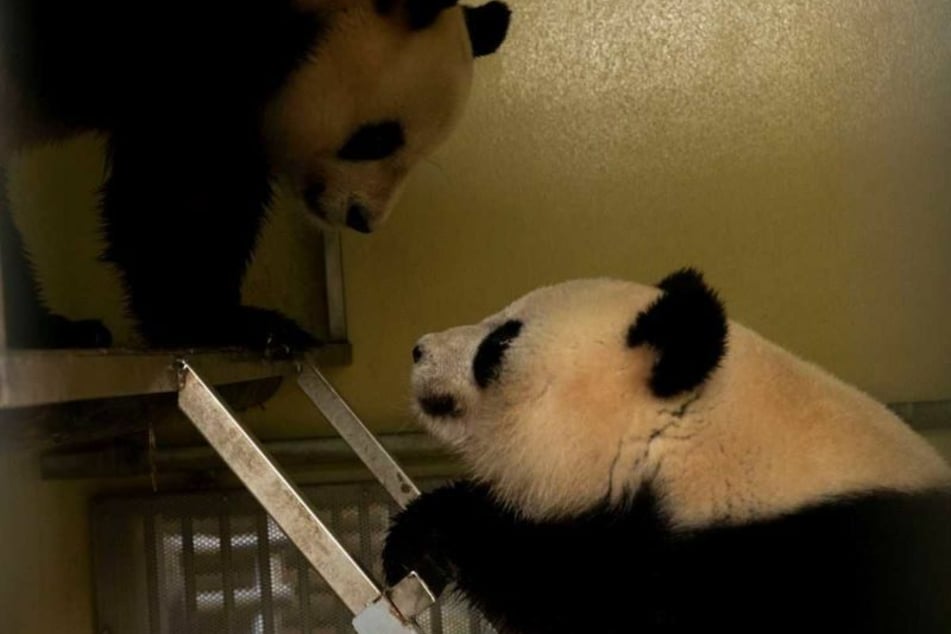 Liebevoll nähern sich Weibchen Huan Huan und Männchen Yuan Zi einander an.