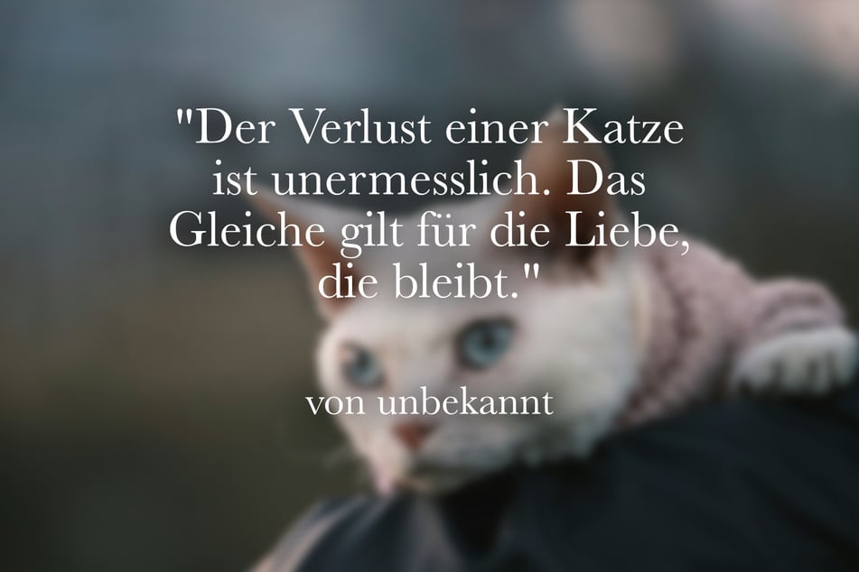 Ein Spruch, der die Trauer um eine Katze ausdrückt.