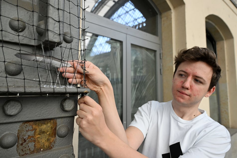 Stadttauben-Vorstandsmitglied Marcel Polenz (27) bemängelt die Anbringung der Schutznetze wie an Gleis 10. Hier hat sich eine Taube durch die "Spikes" gequetscht und kam nicht mehr heraus.