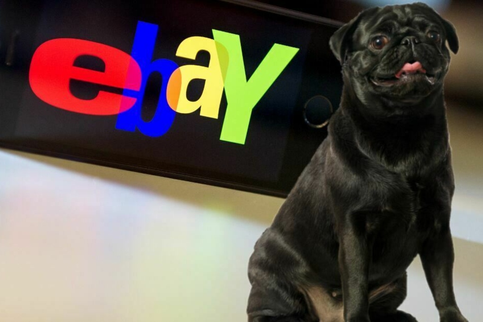 Die Stadt Ahlen verkaufte den Hund über Ebay. (Symbolbild)