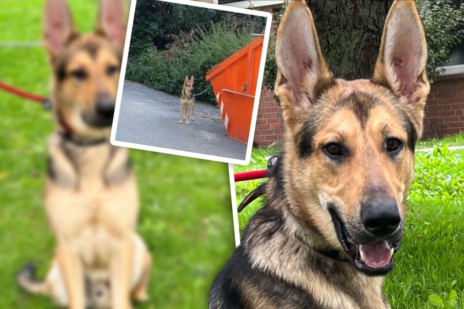 Junger Hund an Metallkette angebunden: Tierheim schickt besondere Botschaft an den Besitzer