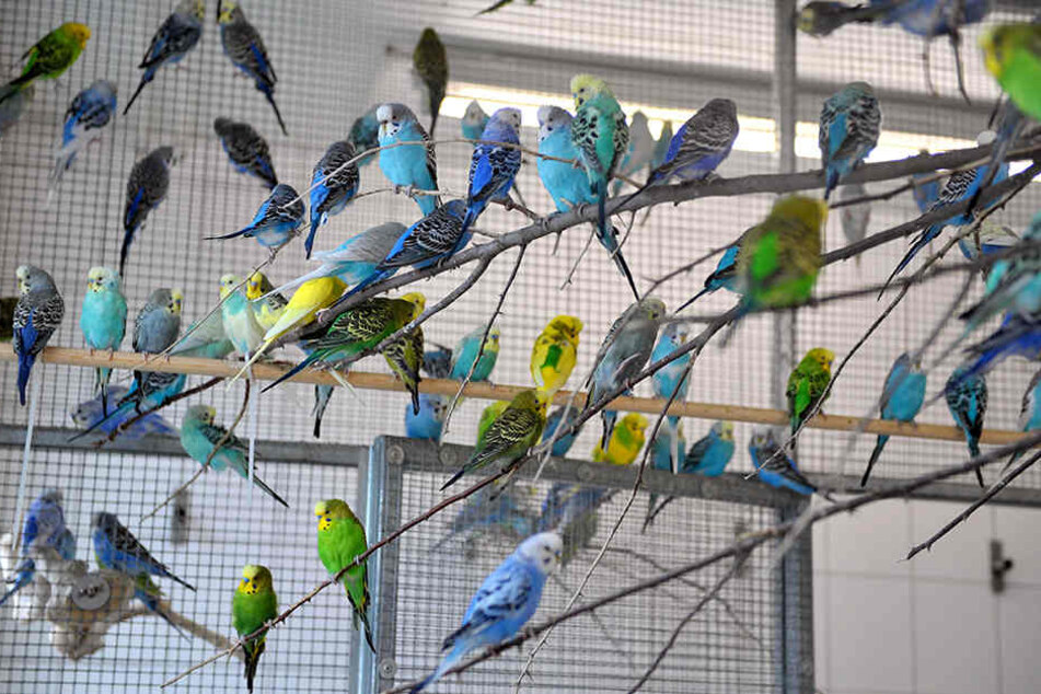 Ausgeflogen! Die Ziervögel des Leipzigers sind weg. (Symbolbild)