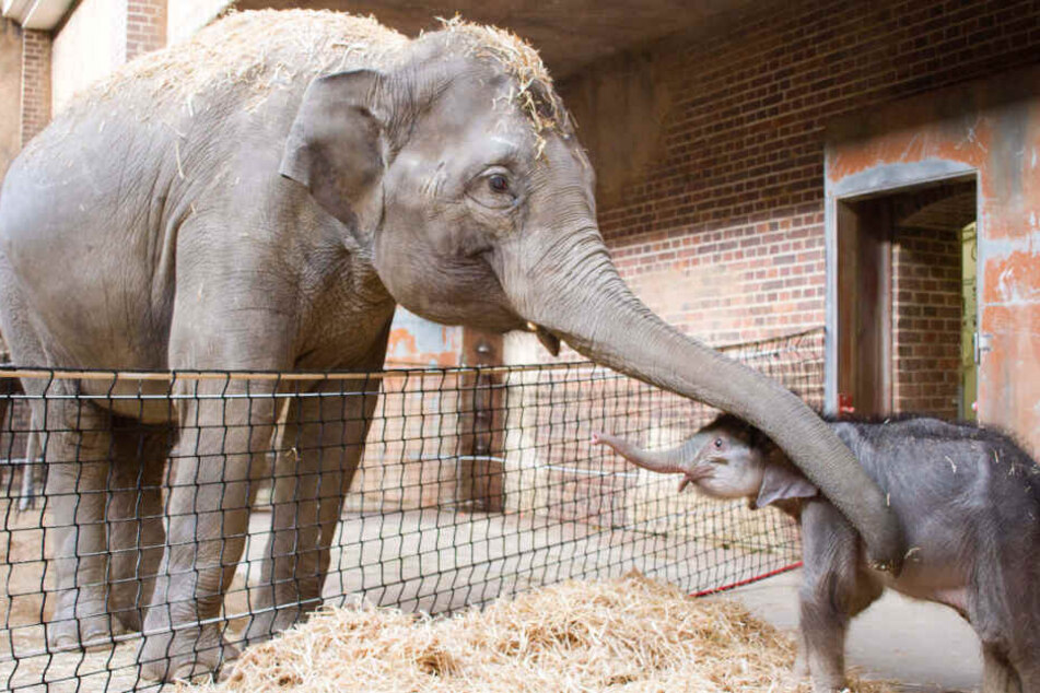 Kontaktaufnahme zwischen dem Elefantenkalb und Elefantenkuh Rani im Elefantenhaus des Leipziger Zoos.