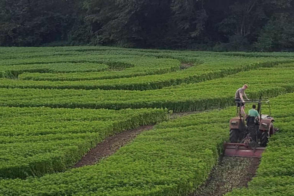 Mit einem Traktor wurden die Wege in den Hanf gepflügt.