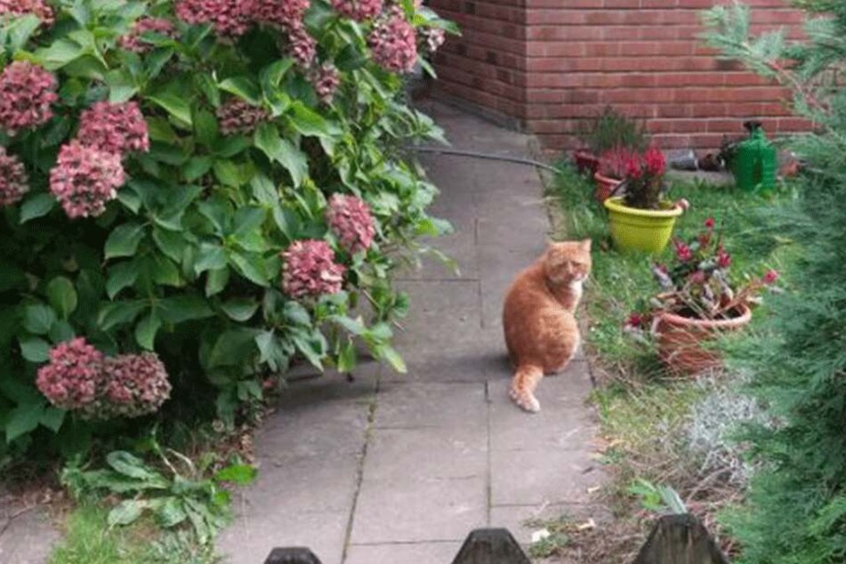 Was stimmt mit dieser Katze nicht?