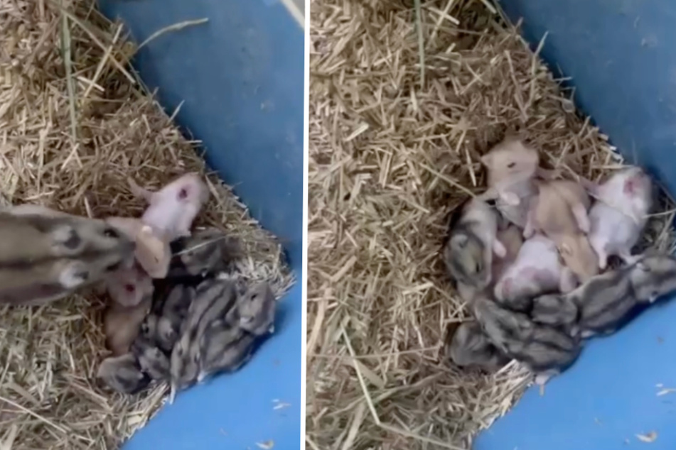 Eng an eng buhlten die zehn Hamster-Geschwister um die Aufmerksamkeit ihrer Mama.
