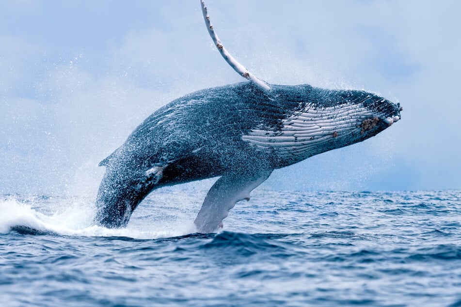 Humpback whales love to eat menhaden (stock image).