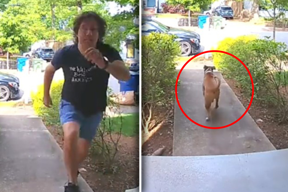 This rescue dog's short-lived escape has the internet cracking up!