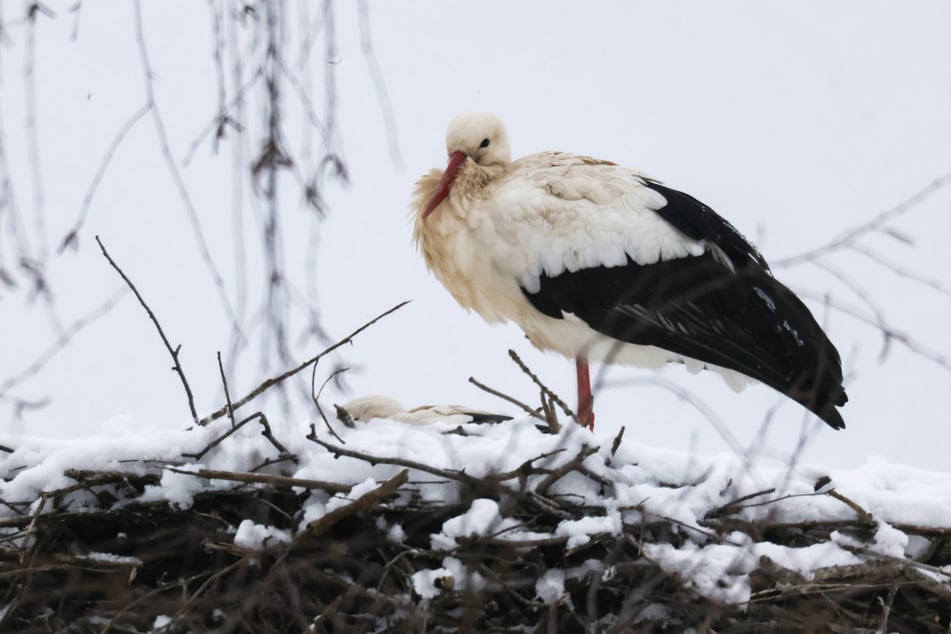 Überwinternde Störche sind in Deutschland ungewöhnlich – aber längst keine Seltenheit mehr. (Symbolbild)
