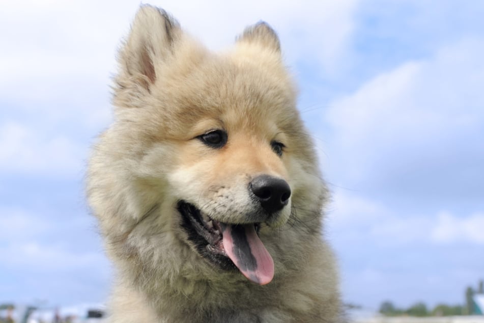 Eurasians only have some blue spots on their tongues.