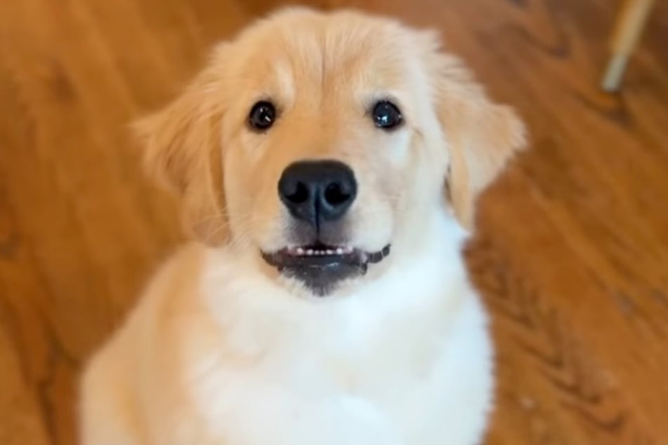 Golden Retriever Happy steht ihr erstes Halloween bevor.