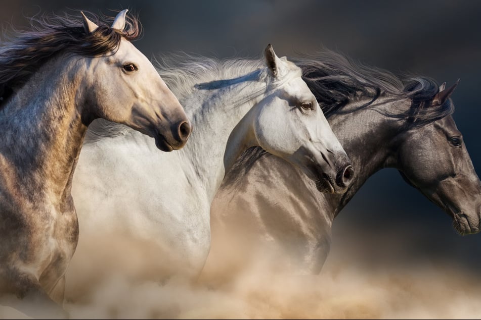 Pferde sind durchaus ästhetische Geschöpfe, aber auch sehr schwer. Von ihnen umgerannt zu werden, ist unangenehm.