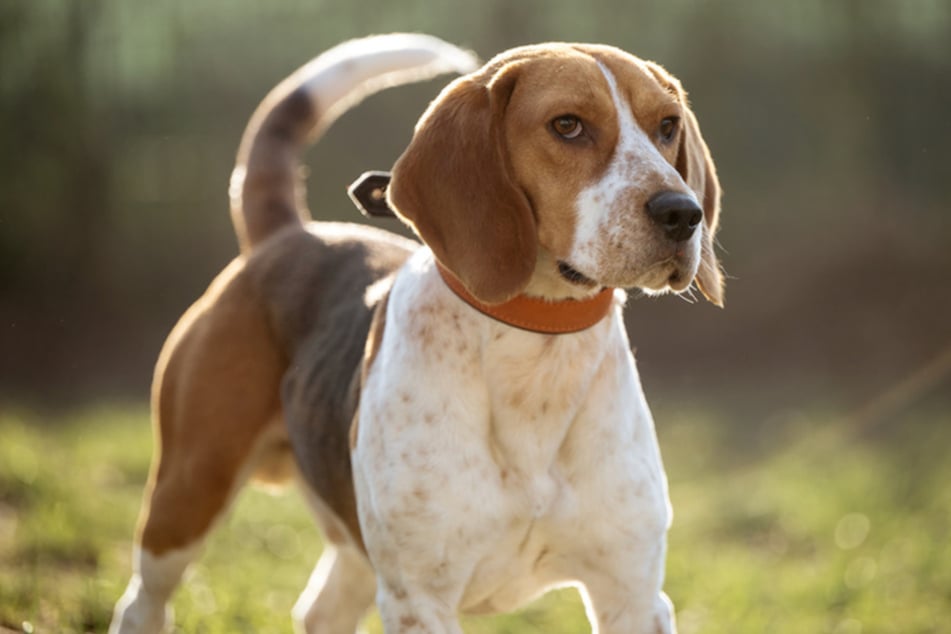 Beagle-Rüde Koby ist am 23. Juli 2023 geboren und damit gerade einmal eineinhalb Jahre alt.