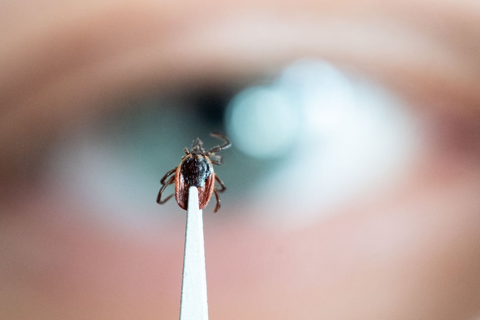 Das neuartige Virus wurde in den Körpern und im Speichel von Zecken nachgewiesen.