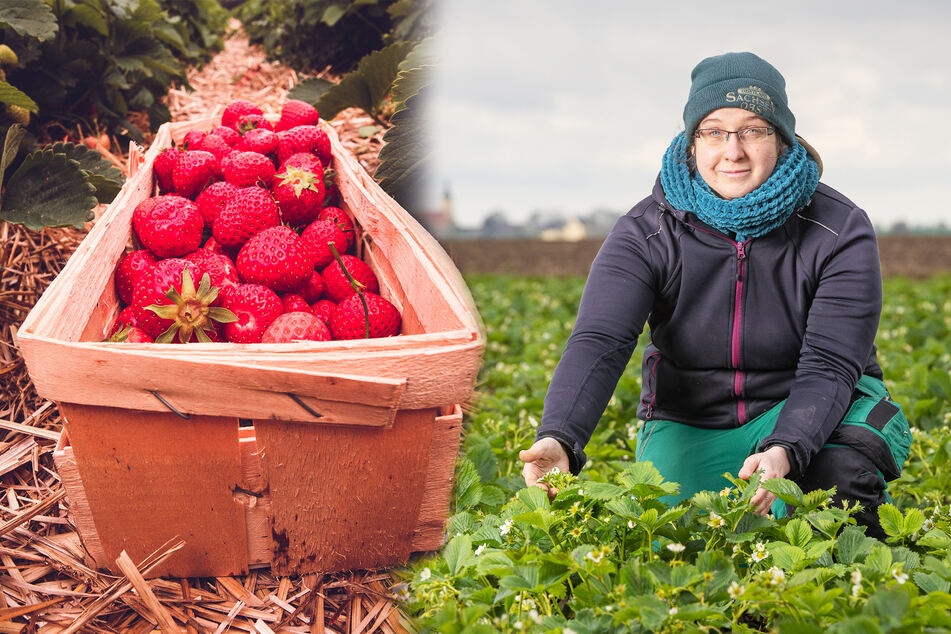 Susanne Kühn (35) vom Obstland Dürrweitzschen in einem Erdbeerfeld. Sie weiß: Normalerweise sind die Früchte um diese Jahreszeit viel weiter.