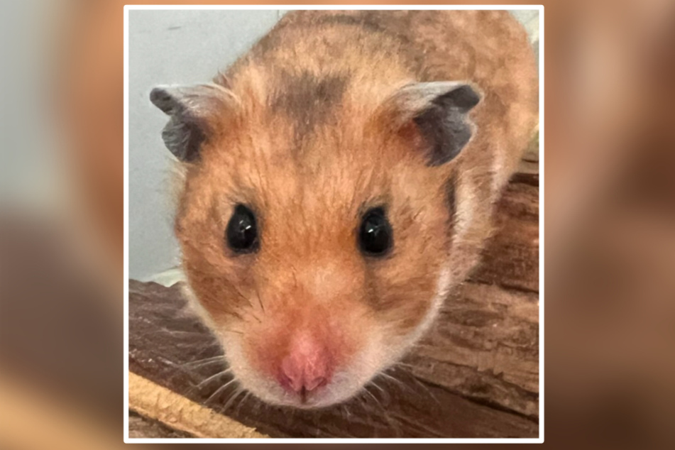 Diese kleine und süße Hamster-Dame sucht mit sieben Monaten schon zum zweiten Mal ein neues Zuhause.