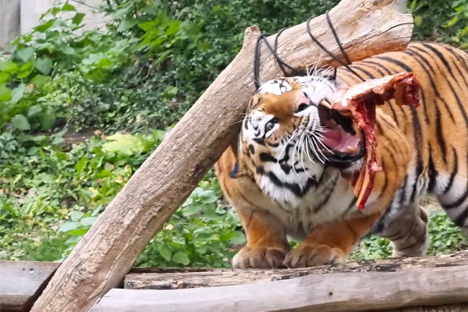 Frustrierter Aggro-Tiger will sich auf Pfleger stürzen: "Kann auch tödlich ausgehen"