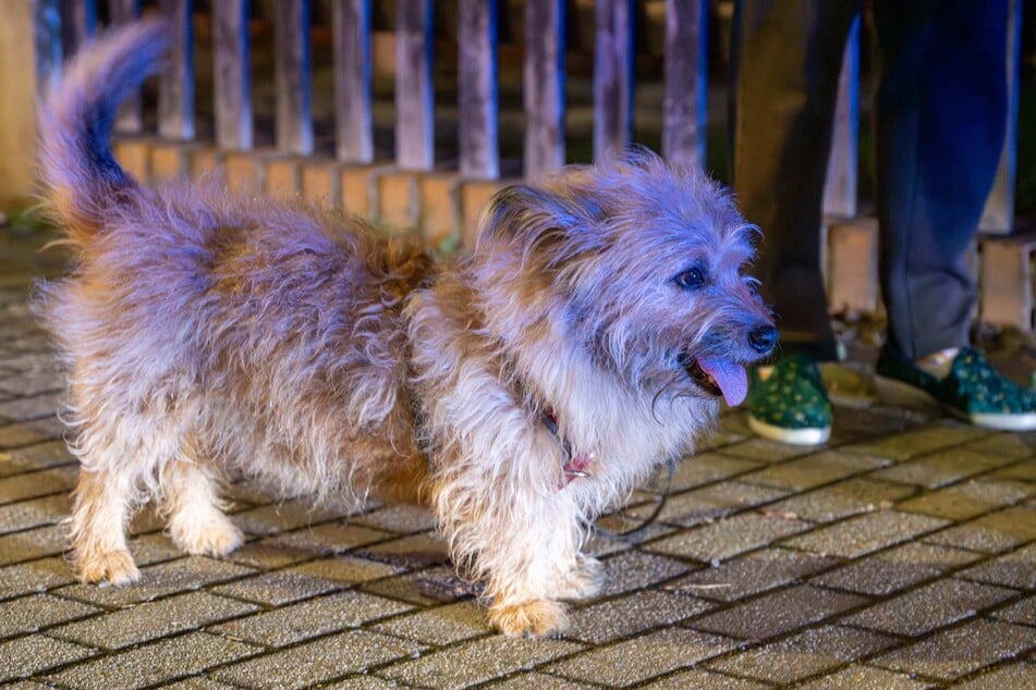 Auch Hund Mischka konnte aus dem verrauchten Gebäude gerettet werden.