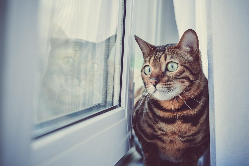 Katzen schauen gerne aus dem Fenster und beobachten die Außenwelt. Bleibt das Fenster geschlossen, können sie das weiterhin bedenkenlos tun.