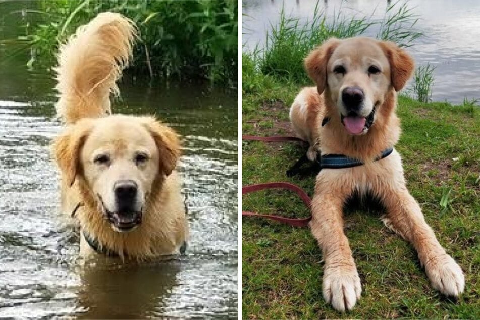 Golden-Retriever-Mischling Lord lebt aktuell im Tierheim in Hamburg. Dort wartet er darauf, adoptiert zu werden.