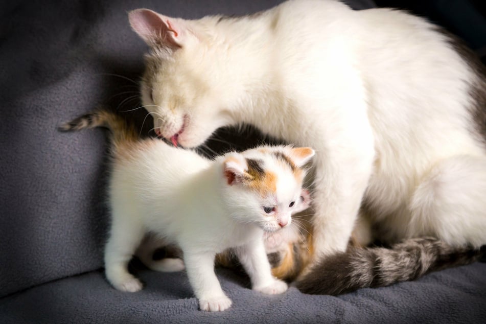 Jungkatzen strecken ihren Po in die Höhe, um von der Mutter abgeleckt zu werden.