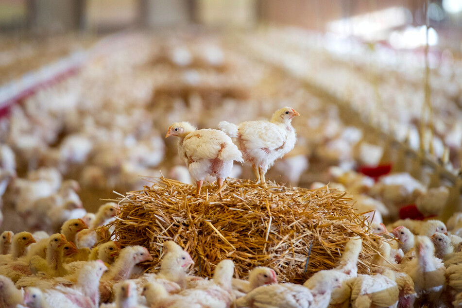 "Industrielle Massenproduktion": Umstrittene Geflügelmastanlage in verkleinerter Form erneut genehmigt