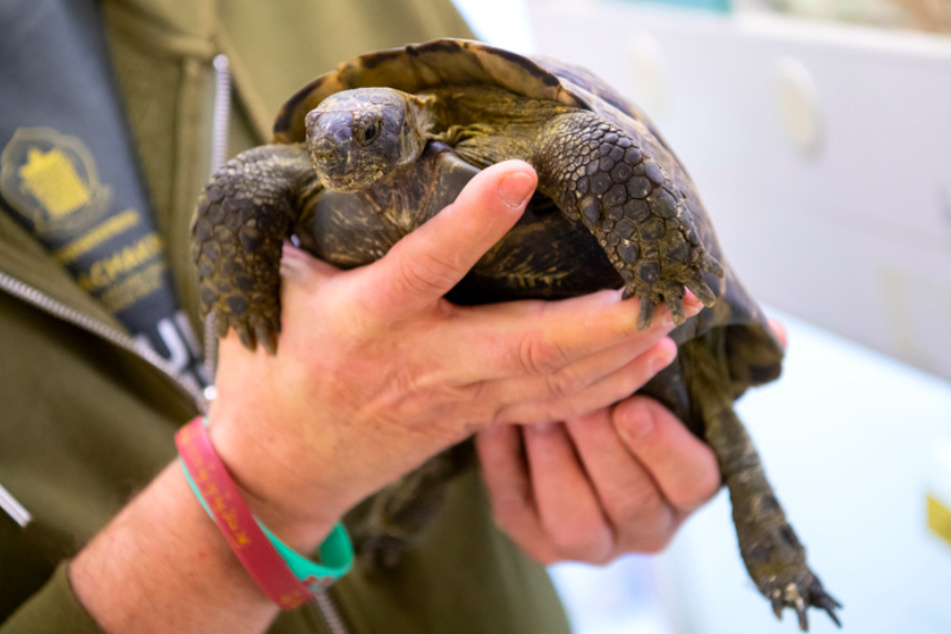 Ein Mitarbeiter der Auffangstation für Reptilien hält eine Schildkröte in den Händen. Wenn Besitzer von Reptilien sterben, landen die Tiere in Bayern oft in der Münchner Auffangstation.
