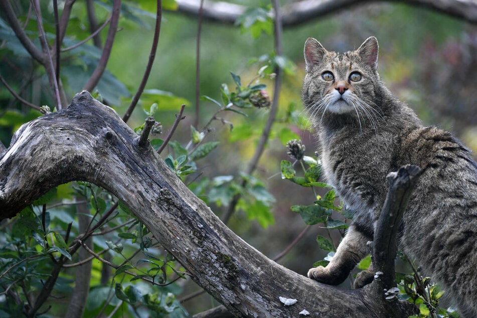 Darum haben Forscher Wildkatzen mit GPS-Sendern in Mittelhessen ausgesetzt