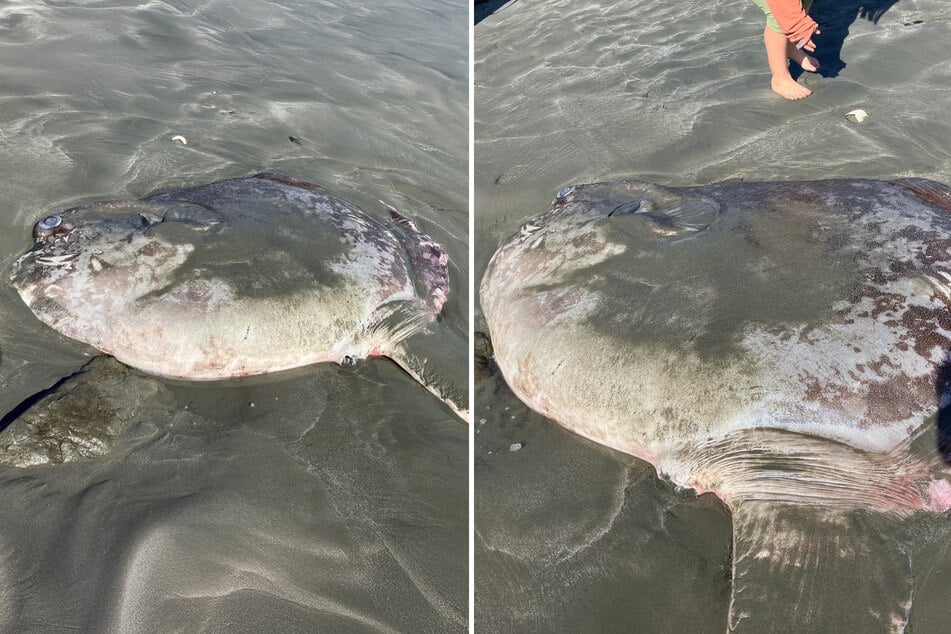Een van de zeldzame maanvissen, *Mola tecta*, overleefde zijn bezoek aan de Californische kust niet.