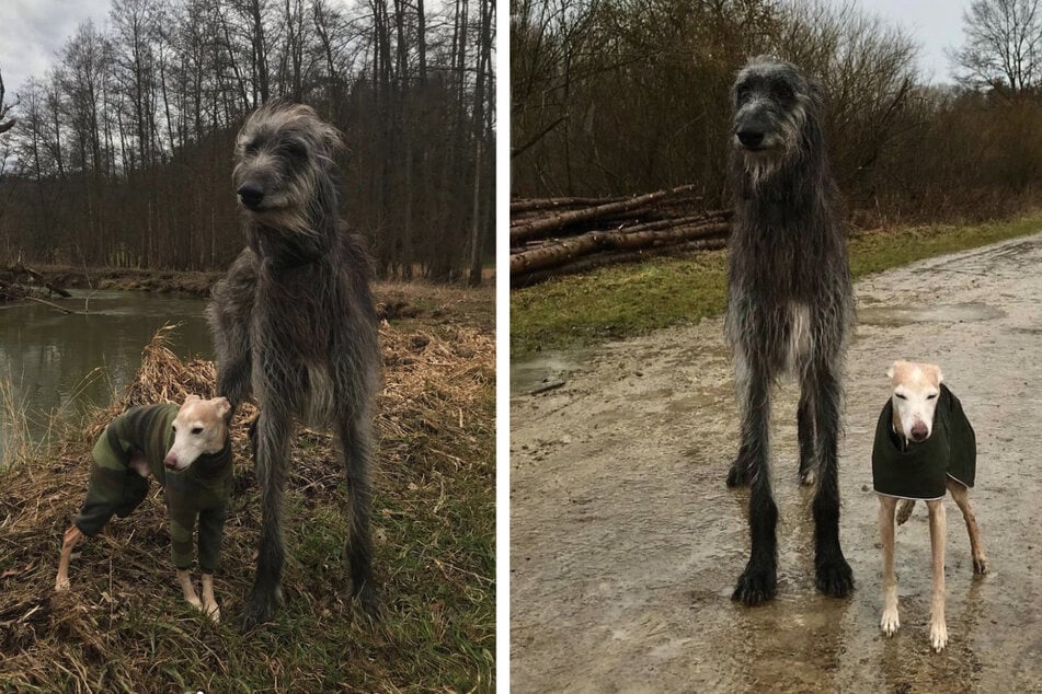 Ungleiches Hundepaar: Auf Instagram lassen Harry und Paul Herzen schmelzen