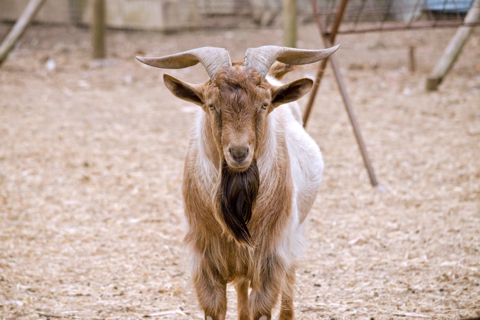Ein Berga wurde ein toter Ziegenbock abgelegt. Dem Tier fehlten beide Ohren. (Symbolfoto)