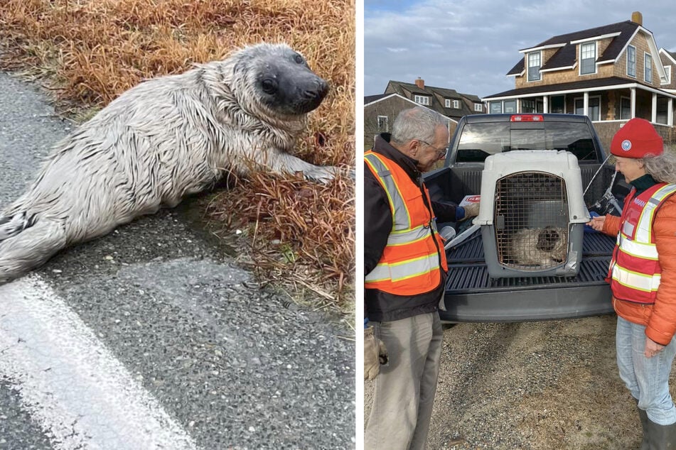 Seal pup cries for help after losing its way on a country road