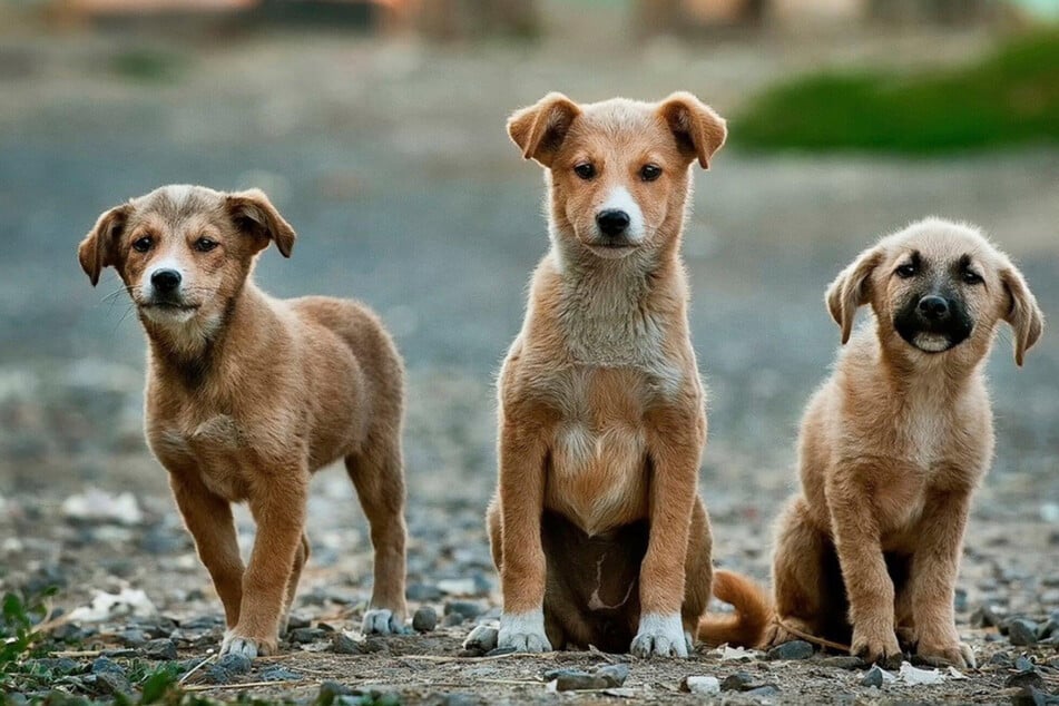 Hunde aus dem Ausland adoptieren: Das solltest Du wissen