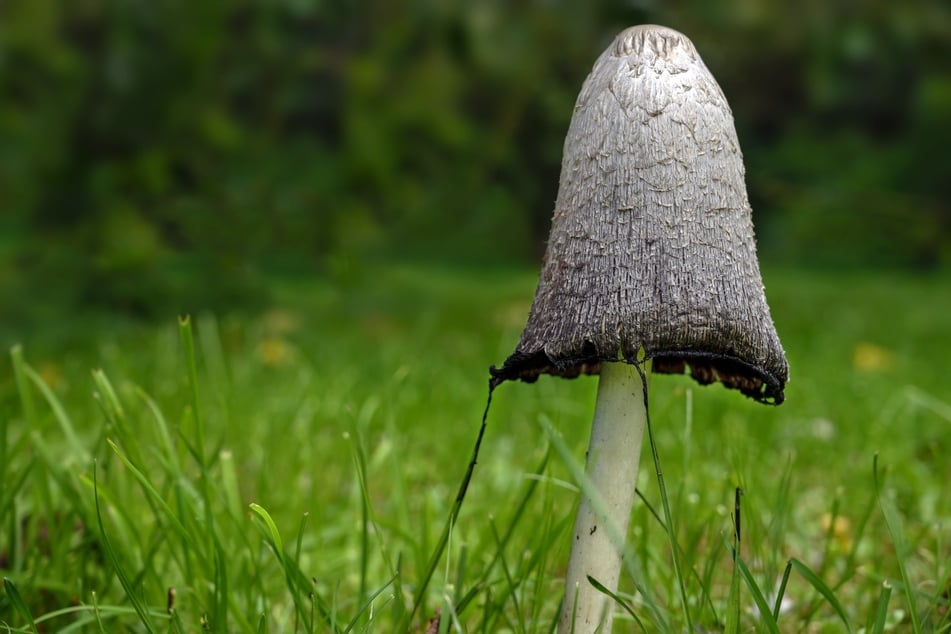 Der Schopftintling ist ein Speisepilz, der auch im Garten vorkommen kann.