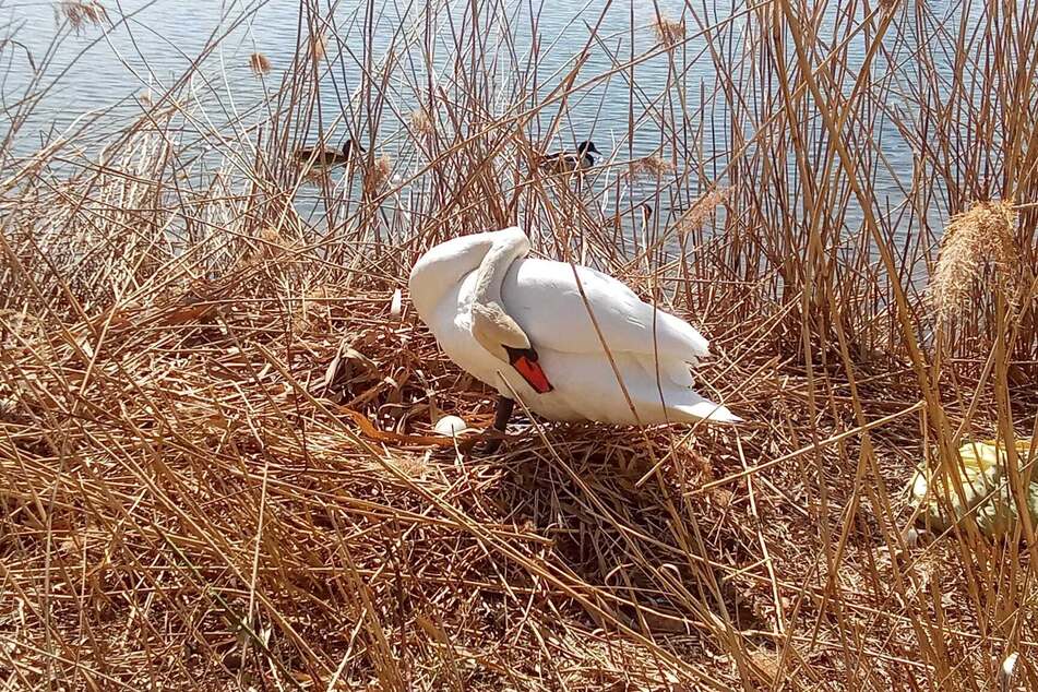 Am Sonnabend brütete die Schwänin noch, am Montag waren keine Eier mehr im Nest zu sehen.