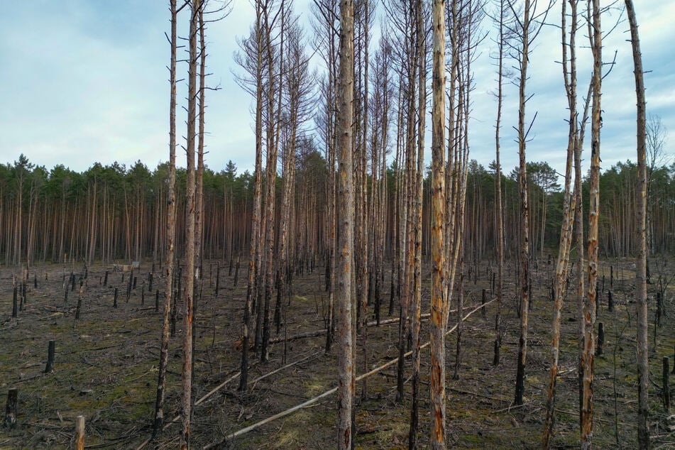 Bereits im Jahr 2022 gab es in der Nähe von Beelitz viele Brände in Wäldern durch zu hohe Temperaturen und wenig Niederschlag.