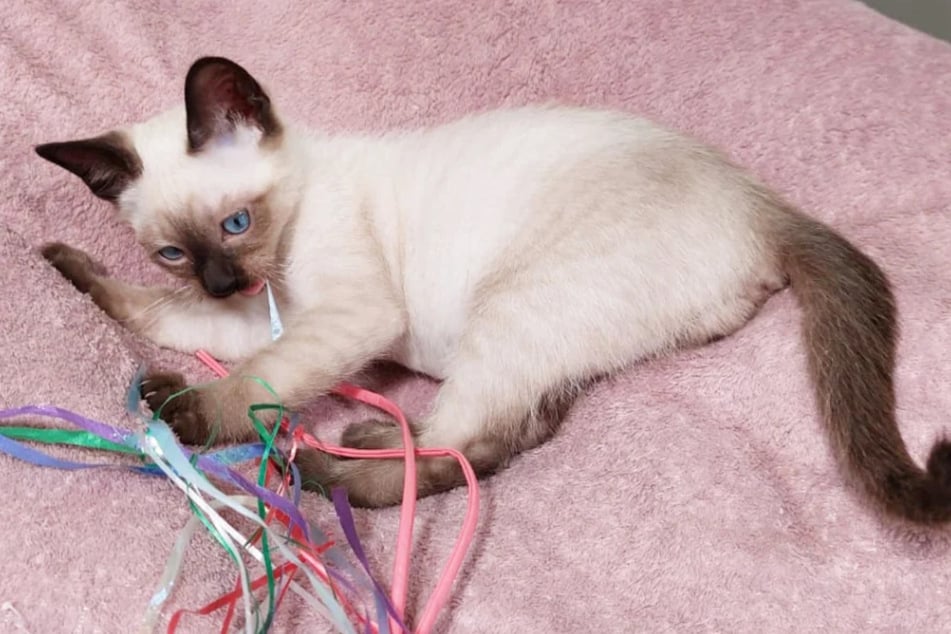 Das Katzenmädchen ist schüchtern, aber ihrem Alter entsprechend verspielt.