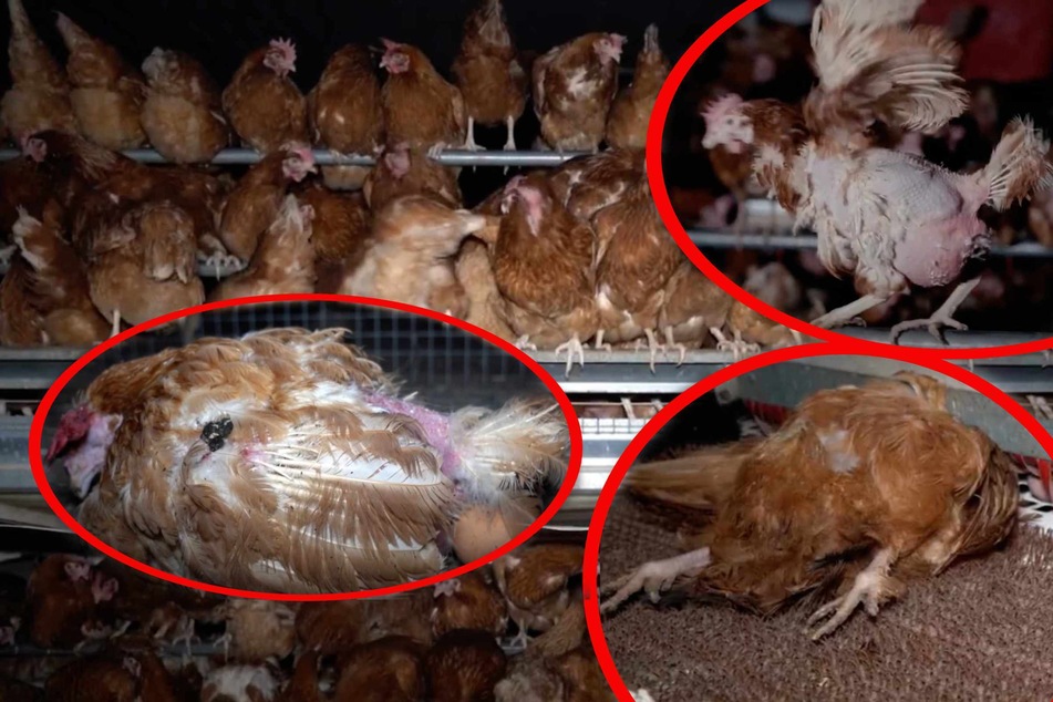 Heimlich gefilmt! Entsetzliche Bedingungen auf Hühnerfarmen - Auch Aldi verkauft die Eier