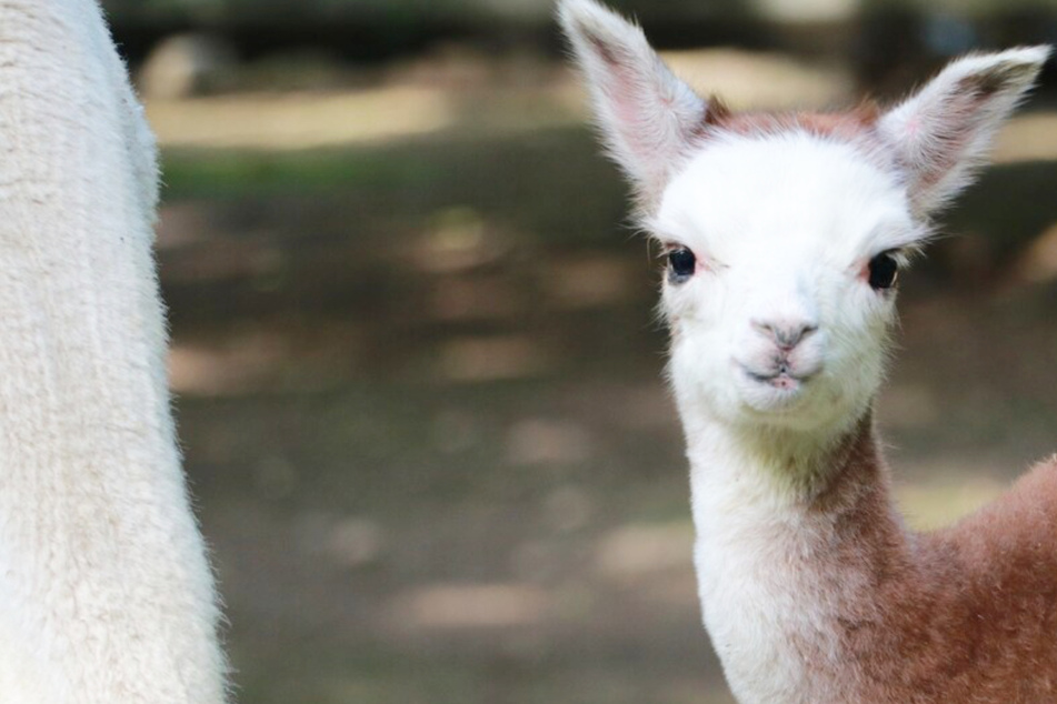 Chemnitz: Nachwuchs im Chemnitzer Tierpark: Süßes Baby-Alpaka geboren