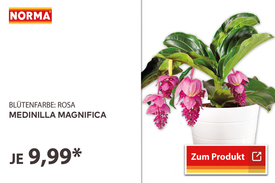 Medinilla magnifica für 9,99 Euro.