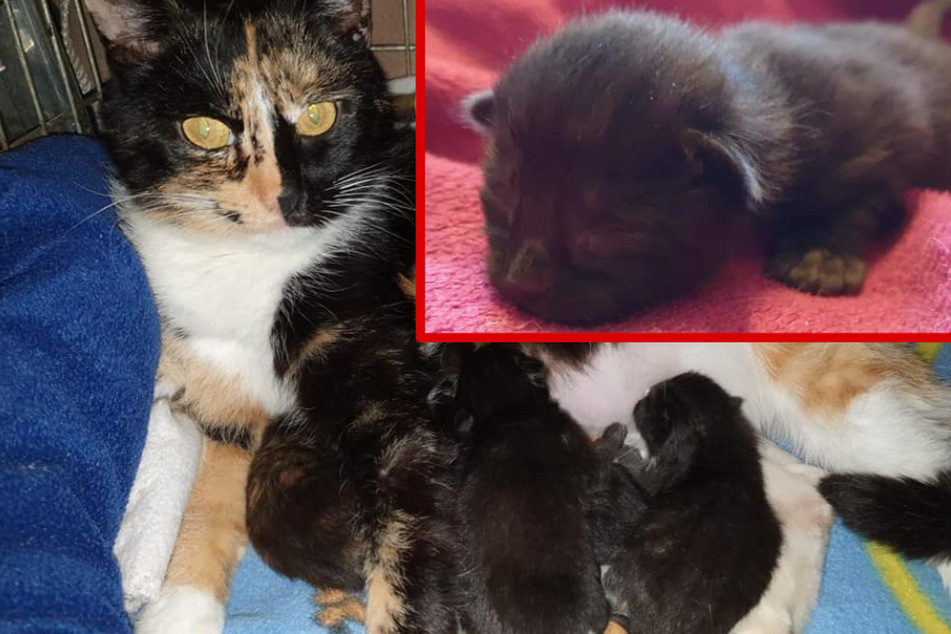Katzenmama Candy hat die vier Kitten Bambina, Oreo, Lakritz und Toffifee zur Welt gebracht.