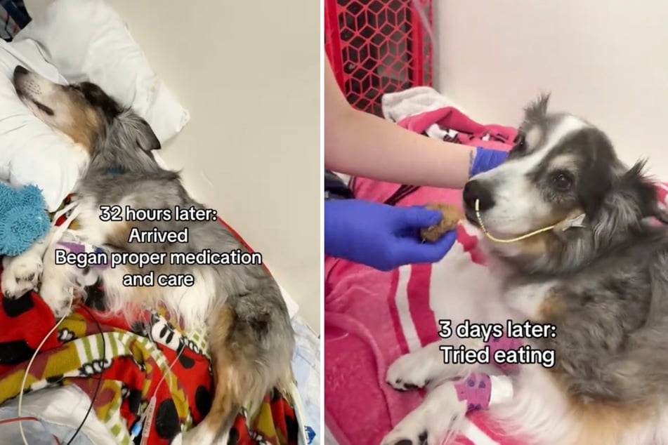 Na levém obrázku je Remi 32 hodin po nehodě, na pravém o tři dny později – už mírně posílený.