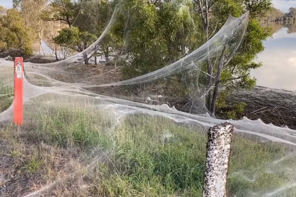 A delicate silk blanket now stretches over large parts of the landscape in Traralgon, Australia.