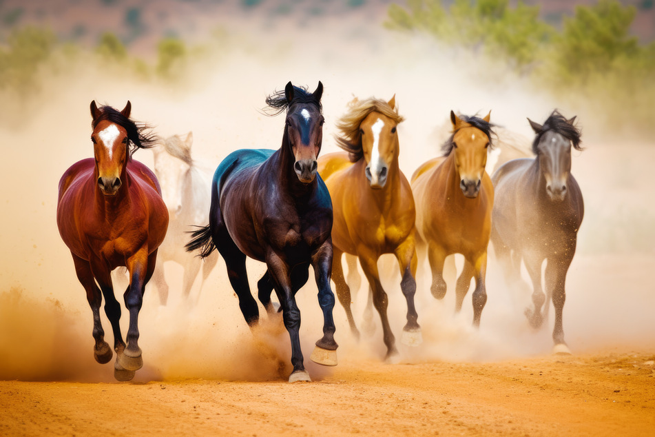 Pferde können im Galopp 16 bis 27 km/h schnell werden.