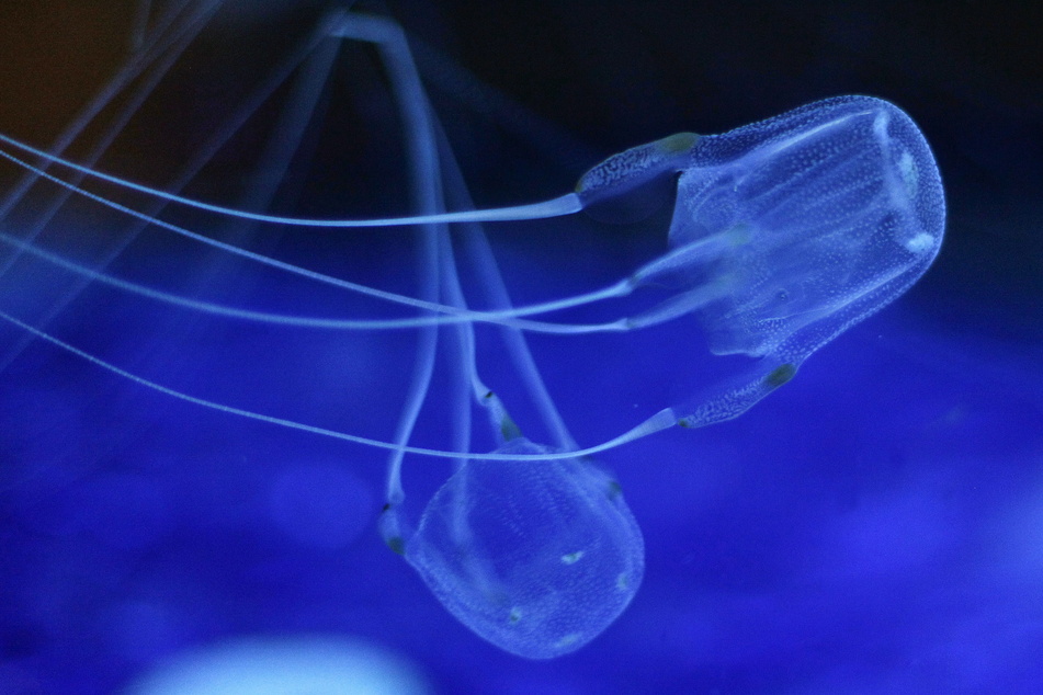 Zwei Würfelquallen beim Schwimmen im Two Oceans Aquarium in Kapstadt.