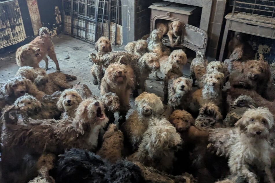 Die RSPCA lieferte dieses zweite Bild später nach.