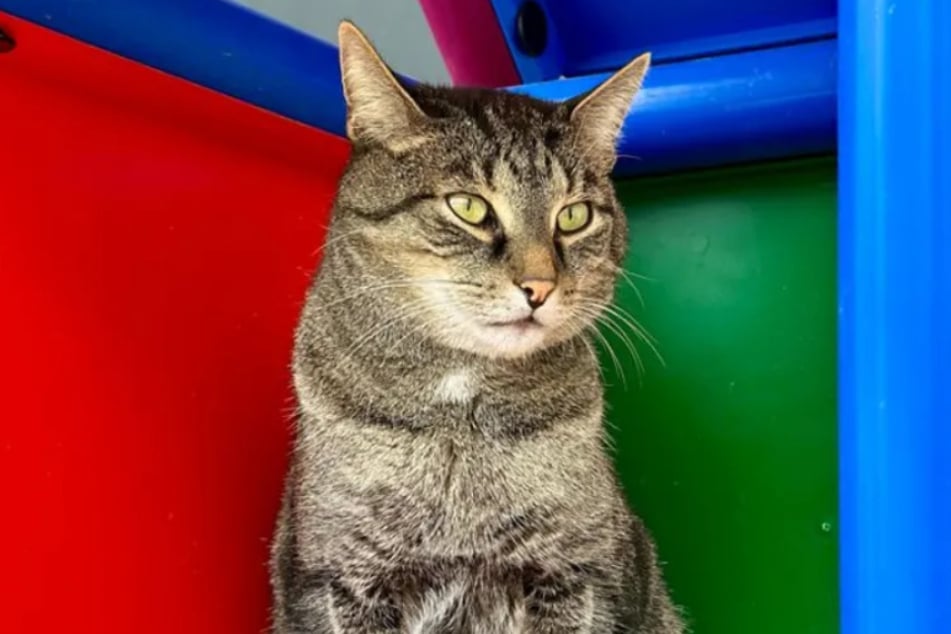 Der hübsche Kater sucht ein liebevolles Zuhause bei erfahrenen Katzenfreunden.