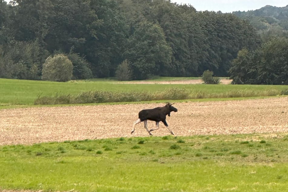 Nahe Görlitz war am Wochenende ein älterer Elchbulle unterwegs, wurde von einigen Autofahrern beobachtet.