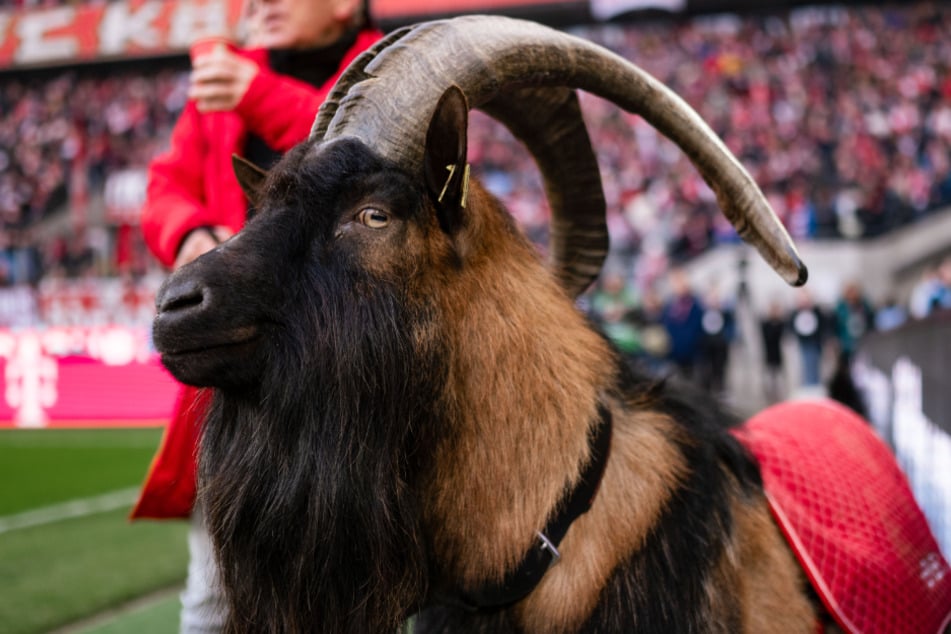 Hennes IX. lebt im Kölner Zoo und wird extra für die Heimspiele des 1. FC Köln ins RheinEnergie-Stadion gebracht.