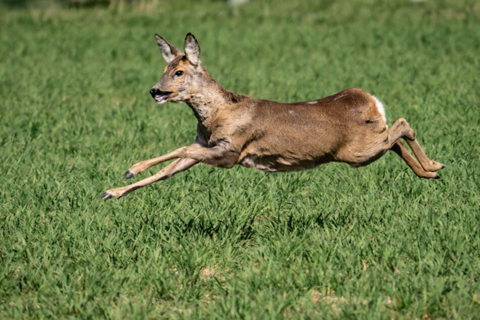 Das verletzte Tier rannte aus dem Wald. (Symbolbild)